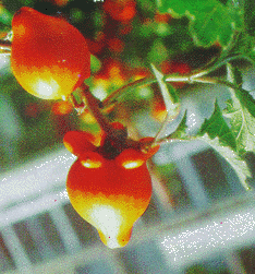 Ca vu de   Solanum mammosum L